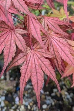 Olsen's Frosted Strawberry Japanese Maple - 3 Gallon Pot 28 Olsen's Frosted Strawberry Japanese Maple - 3 Gallon Pot -Garden Wisp Sales Store acer palmatum olsens frosted strawberry japanese maple 19