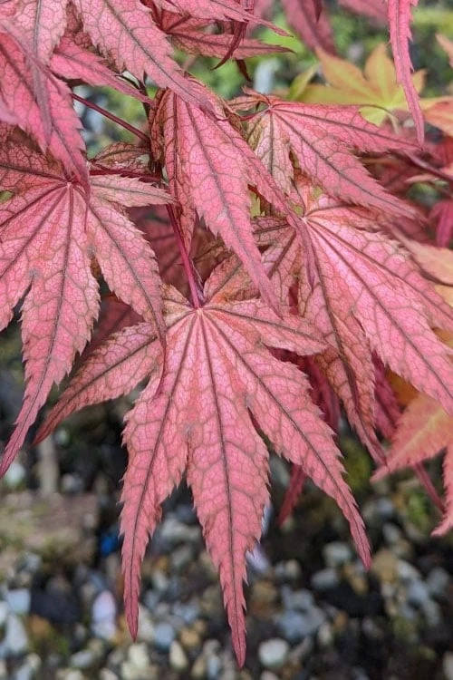 Olsen's Frosted Strawberry Japanese Maple - 3 Gallon Pot 13 Olsen's Frosted Strawberry Japanese Maple - 3 Gallon Pot - Image 13