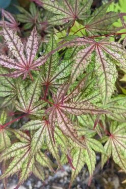 Olsen's Frosted Strawberry Japanese Maple - 3 Gallon Pot 22 Olsen's Frosted Strawberry Japanese Maple - 3 Gallon Pot -Garden Wisp Sales Store acer palmatum olsens frosted strawberry japanese maple 20
