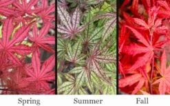 Olsen's Frosted Strawberry Japanese Maple - 3 Gallon Pot 19 Olsen's Frosted Strawberry Japanese Maple - 3 Gallon Pot -Garden Wisp Sales Store acer palmatum olsens frosted strawberry japanese maple 23