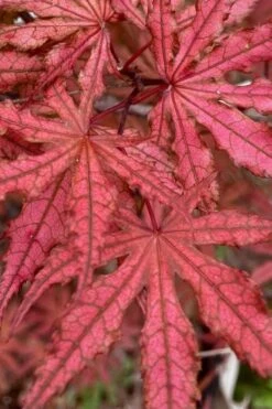 Olsen's Frosted Strawberry Japanese Maple - 3 Gallon Pot 27 Olsen's Frosted Strawberry Japanese Maple - 3 Gallon Pot -Garden Wisp Sales Store acer palmatum olsens frosted strawberry japanese maple 4