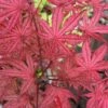 Olsen's Frosted Strawberry Japanese Maple - 3 Gallon Pot