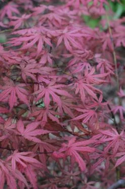 Olsen's Frosted Strawberry Japanese Maple - 3 Gallon Pot 25 Olsen's Frosted Strawberry Japanese Maple - 3 Gallon Pot -Garden Wisp Sales Store acer palmatum olsens frosted strawberry japanese maple 7