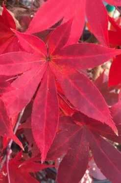 Omato Japanese Maple - 2 Gallon Pot 10 Omato Japanese Maple - 2 Gallon Pot -Garden Wisp Sales Store acer palmatum omato japanese maple 1