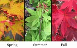 Omato Japanese Maple - 2 Gallon Pot 9 Omato Japanese Maple - 2 Gallon Pot -Garden Wisp Sales Store acer palmatum omato japanese maple 10