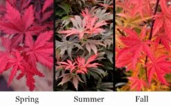 Orion Dwarf Red Japanese Maple - 5 Gallon Pot 10 Orion Dwarf Red Japanese Maple - 5 Gallon Pot -Garden Wisp Sales Store acer palmatum orion japanese maple 10