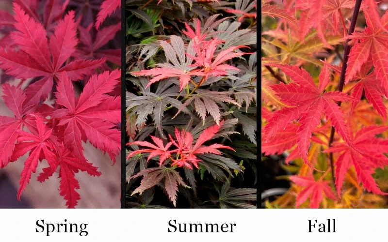 Orion Dwarf Red Japanese Maple - 5 Gallon Pot 5 Orion Dwarf Red Japanese Maple - 5 Gallon Pot - Image 5