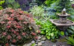 Orion Dwarf Red Japanese Maple - 5 Gallon Pot 11 Orion Dwarf Red Japanese Maple - 5 Gallon Pot -Garden Wisp Sales Store acer palmatum orion japanese maple 6