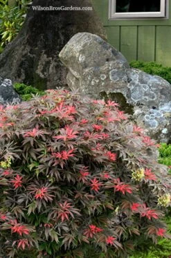 Orion Dwarf Red Japanese Maple - 5 Gallon Pot 9 Orion Dwarf Red Japanese Maple - 5 Gallon Pot -Garden Wisp Sales Store acer palmatum orion japanese maple 7