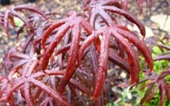 Peve's Starfish Japanese Maple - 7 Gallon Pot (7-8' HT) -Garden Wisp Sales Store acer palmatum peves starfish japanese maple 10