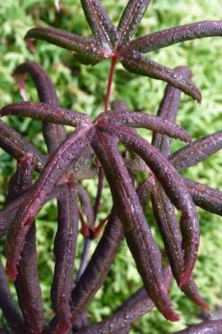Peve's Starfish Japanese Maple - 7 Gallon Pot (7-8' HT)