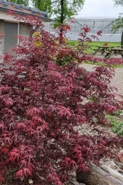 Peve's Starfish Japanese Maple - 7 Gallon Pot (7-8' HT) -Garden Wisp Sales Store acer palmatum peves starfish japanese maple 12
