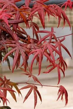Peve's Starfish Japanese Maple - 7 Gallon Pot (7-8' HT) -Garden Wisp Sales Store acer palmatum peves starfish japanese maple 13
