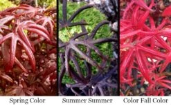 Peve's Starfish Japanese Maple - 7 Gallon Pot (7-8' HT) -Garden Wisp Sales Store acer palmatum peves starfish japanese maple 2