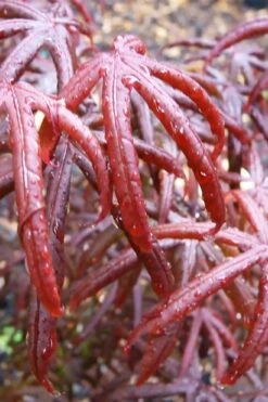 Peve's Starfish Japanese Maple - 7 Gallon Pot (7-8' HT) -Garden Wisp Sales Store acer palmatum peves starfish japanese maple 9