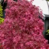 Pink Ballerina Japanese Maple - 5 Gallon Pot