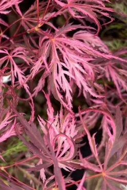 Pink Ballerina Japanese Maple - 3 Gallon Pot -Garden Wisp Sales Store acer palmatum pink ballerina 3