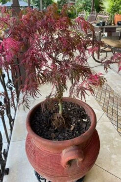 Pink Ballerina Japanese Maple - 3 Gallon Pot -Garden Wisp Sales Store acer palmatum pink ballerina japanese maple 4