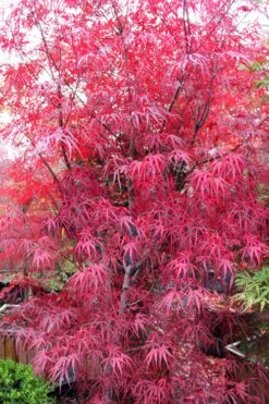 Pung Kil Japanese Maple - 3 Gallon Pot 13 Pung Kil Japanese Maple - 3 Gallon Pot -Garden Wisp Sales Store acer palmatum pung kil japanese maple 1 1