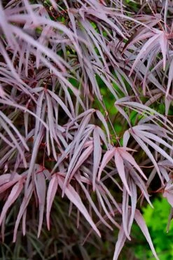 Pung Kil Japanese Maple - 3 Gallon Pot 12 Pung Kil Japanese Maple - 3 Gallon Pot -Garden Wisp Sales Store acer palmatum pung kil japanese maple 2