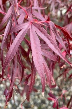 Pung Kil Japanese Maple - 3 Gallon Pot 11 Pung Kil Japanese Maple - 3 Gallon Pot -Garden Wisp Sales Store acer palmatum pung kil japanese maple 3