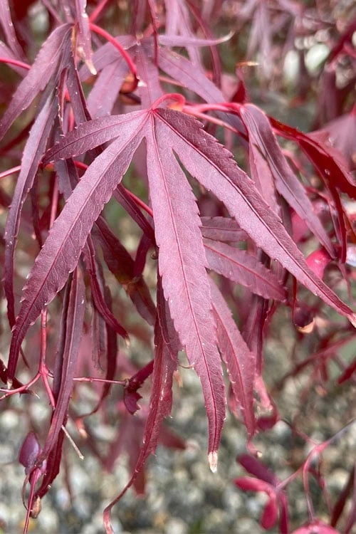 Pung Kil Japanese Maple - 3 Gallon Pot 5 Pung Kil Japanese Maple - 3 Gallon Pot - Image 5