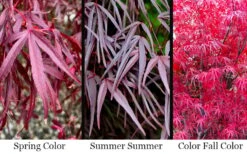 Pung Kil Japanese Maple - 3 Gallon Pot 10 Pung Kil Japanese Maple - 3 Gallon Pot -Garden Wisp Sales Store acer palmatum pung kil japanese maple 4