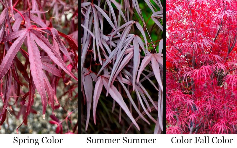 Pung Kil Japanese Maple - 3 Gallon Pot 4 Pung Kil Japanese Maple - 3 Gallon Pot - Image 4