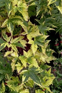 Sagara Nishiki Japanese Maple - 3 Gallon Pot -Garden Wisp Sales Store acer palmatum sagara nishiki japanese maple 7