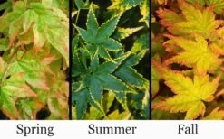 Sagara Nishiki Japanese Maple - 3 Gallon Pot -Garden Wisp Sales Store acer palmatum sagara nishiki japanese maple 8