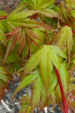 Sekka Yatsubusa Japanese Maple - 3 Gallon Pot 13 Sekka Yatsubusa Japanese Maple - 3 Gallon Pot -Garden Wisp Sales Store acer palmatum sekka yatsubusa japanese maple 1