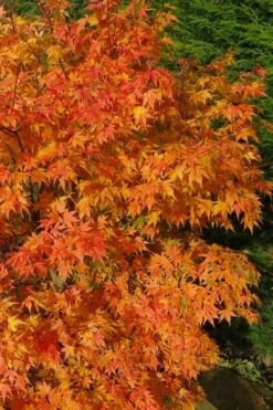 Sekka Yatsubusa Japanese Maple - 3 Gallon Pot 12 Sekka Yatsubusa Japanese Maple - 3 Gallon Pot -Garden Wisp Sales Store acer palmatum sekka yatsubusa japanese maple 3