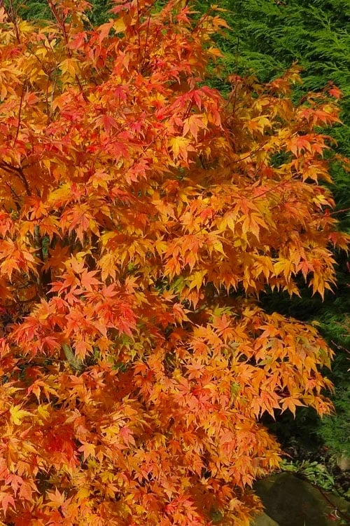 Sekka Yatsubusa Japanese Maple - 3 Gallon Pot 6 Sekka Yatsubusa Japanese Maple - 3 Gallon Pot - Image 6