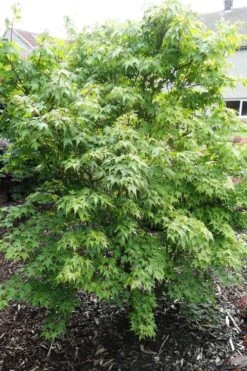 Sekka Yatsubusa Japanese Maple - 3 Gallon Pot 11 Sekka Yatsubusa Japanese Maple - 3 Gallon Pot -Garden Wisp Sales Store acer palmatum sekka yatsubusa japanese maple 4