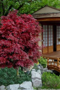 Shaina Dwarf Red Japanese Maple - 5 Gallon Pot -Garden Wisp Sales Store acer palmatum shaina japanese maple 11 2