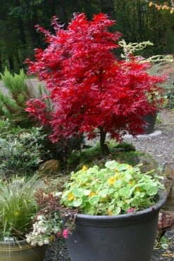 Shaina Dwarf Red Japanese Maple (Single Trunk / Standard) - 2 Gallon Pot -Garden Wisp Sales Store acer palmatum shaina japanese maple 12 3