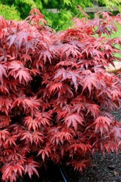 Shaina Dwarf Red Japanese Maple - 5 Gallon Pot -Garden Wisp Sales Store acer palmatum shaina japanese maple 7 2