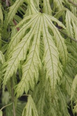 Sister Ghost Japanese Maple - 3 Gallon Pot (4-5') -Garden Wisp Sales Store acer palmatum sister ghost japanese maple 2