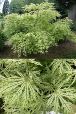Sister Ghost Japanese Maple - 3 Gallon Pot (4-5') -Garden Wisp Sales Store acer palmatum sister ghost japanese maple 5