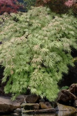 Sister Ghost Japanese Maple - 3 Gallon Pot (4-5') -Garden Wisp Sales Store acer palmatum sister ghost japanese maple 8