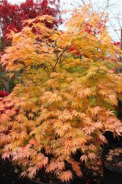 Sister Ghost Japanese Maple - 3 Gallon Pot (4-5') -Garden Wisp Sales Store acer palmatum sister ghost japanese maple 9