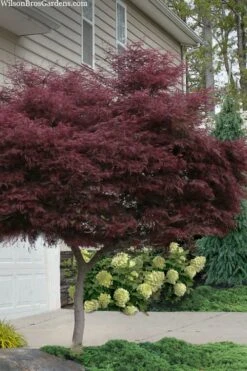 Tamukeyama Dwarf Red Japanese Maple - 1 Gallon Pot - High Grafted Tree Form -Garden Wisp Sales Store acer palmatum tamukeyama japanese maple high graft 2