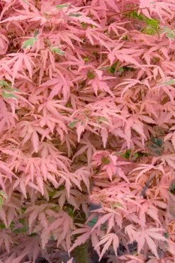 Taylor Pink Japanese Maple - 3 Gallon Pot -Garden Wisp Sales Store acer palmatum taylors pink japanese maple 7