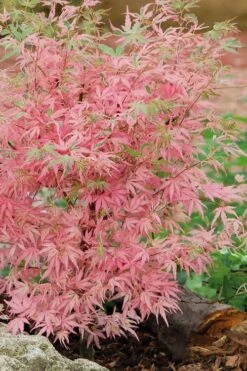 Taylor Pink Japanese Maple - 1 Gallon Pot -Garden Wisp Sales Store acer palmatum taylors pink japanese maple 8 1