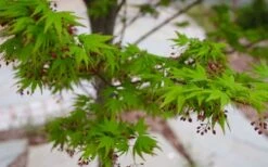 Tobiosho Japanese Maple Tree - 3 Gallon Pot -Garden Wisp Sales Store acer palmatum tobiosho japanese maple 8