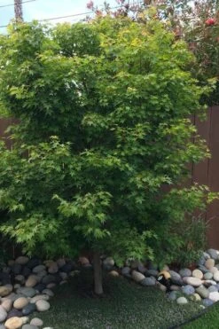 Tobiosho Japanese Maple Tree - 3 Gallon Pot -Garden Wisp Sales Store acer palmatum tobiosho japanese maple tree 6