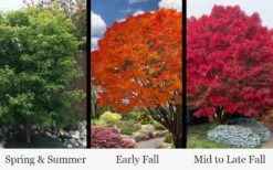 Tobiosho Japanese Maple Tree - 3 Gallon Pot -Garden Wisp Sales Store acer palmatum tobiosho japanese maple tree 9