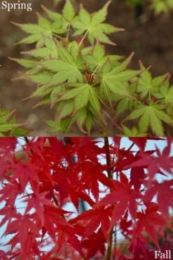 Tsukasa Silhouette Japanese Maple - 3 Gallon Pot (3-3.5') 7 Tsukasa Silhouette Japanese Maple - 3 Gallon Pot (3-3.5') -Garden Wisp Sales Store acer palmatum tsukasa silhouette 2