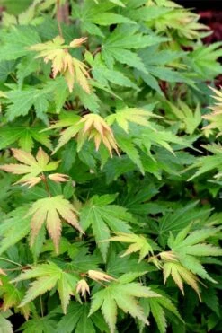 Twinkles Dwarf Coral Bark Japanese Maple - 3 Gallon Pot -Garden Wisp Sales Store acer palmatum twinkles coral bark japanese maple 10