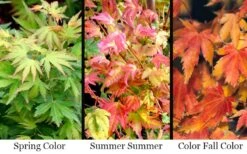 Twinkles Dwarf Coral Bark Japanese Maple - 3 Gallon Pot -Garden Wisp Sales Store acer palmatum twinkles coral bark japanese maple 11